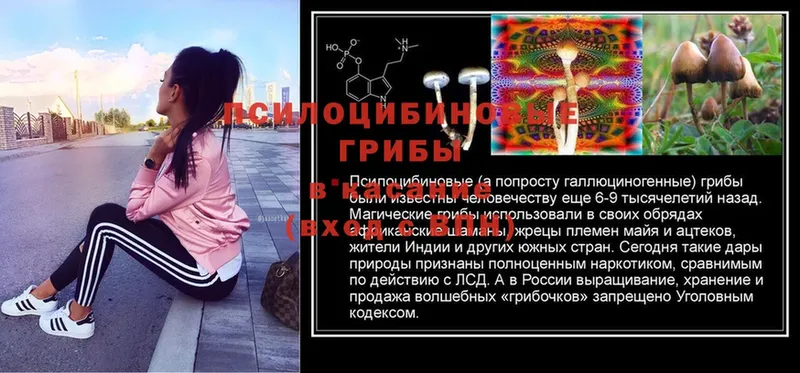 купить закладку  даркнет телеграм  Галлюциногенные грибы Psilocybine cubensis  Дюртюли 