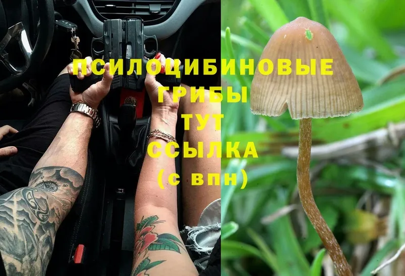 Галлюциногенные грибы Magic Shrooms Дюртюли